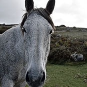 aaahorse1
