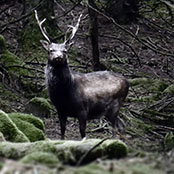 aaairishdeer