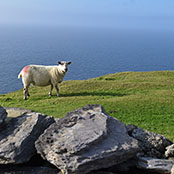 aaairishwool
