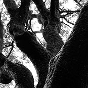 aaatree