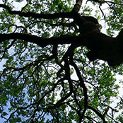 aaatree1